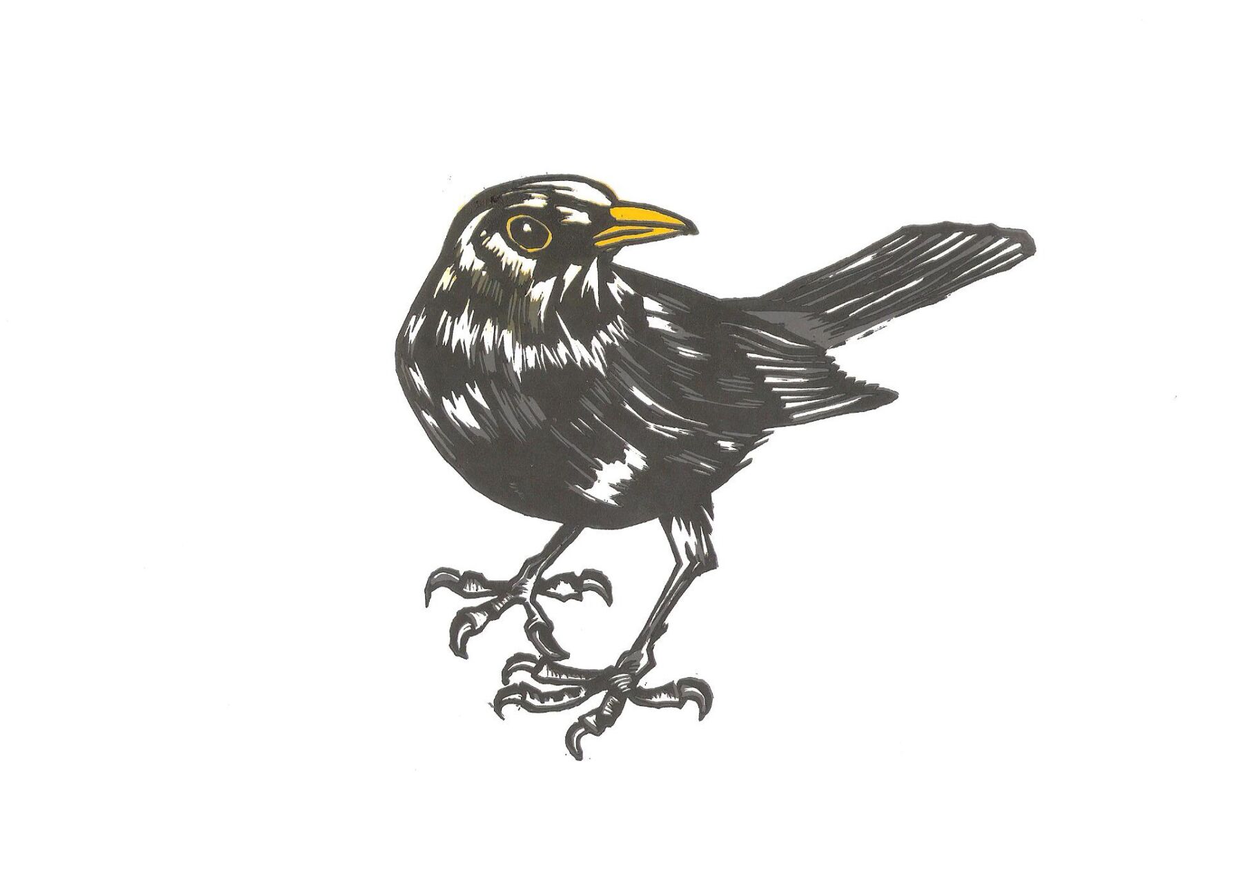 Black bird